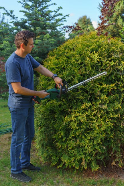 A man with short dark hair, dressed in a blue t-shirt and jeans, is standing outdoors on a well-maintained lawn under a clear blue sky, using electric hedge shears to trim a large, dense, green hedge. The hedge has abundant foliage with a mix of lighter and darker green leaves, and appears to be part of a landscaped garden. Surrounding the hedge are other trees and shrubs, some with reddish-brown and deep green leaves. The freshly cut branches and leaves lie on the ground nearby, indicating active maintenance. The scene is well-lit, showcasing healthy plant textures and a tidy garden layout, with pathways and garden beds visible in the background. This image exemplifies professional hedge trimming work by Gardeners Kensington, aligning with gardening and outdoor maintenance themes.