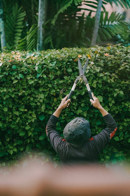 A gardener wearing a light-colored cap, a high-visibility vest, and maroon work trousers is trimming a tall, dense hedge with long, extendable gardening shears. The hedge consists of lush green foliage interspersed with vibrant pink and purple flowers, indicating a flowering shrub. The worker stands on a slightly raised stone or concrete retaining wall, with a large black plastic trash bin nearby, which is covered in graffiti and used for garden waste collection. In the background, a weathered brick wall runs horizontally, behind the hedge, with parts of the garden's foliage visible beyond. The scene is outdoors, under natural daylight, highlighting the textures of the wet soil, trimmed leaves, and the rough surface of the brick and stone. This outdoor garden maintenance activity aligns with the themes of hedge trimming, outdoor landscaping, and garden care, and is associated with the services offered by Gardeners Kensington, featured on their website page about hedge cutting costs.